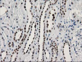 LENG1 Antibody in Immunohistochemistry (Paraffin) (IHC (P))