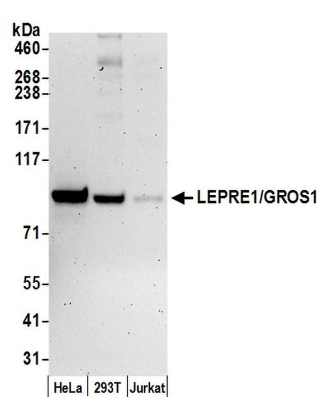 LEPRE1/GROS1 Antibody in Western Blot (WB)