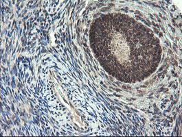 LEPRE1 Antibody in Immunohistochemistry (Paraffin) (IHC (P))