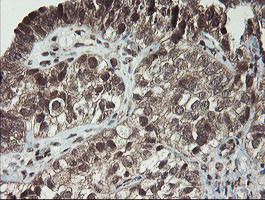 LEPRE1 Antibody in Immunohistochemistry (Paraffin) (IHC (P))