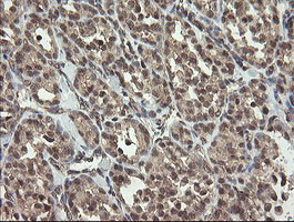 LEPRE1 Antibody in Immunohistochemistry (Paraffin) (IHC (P))