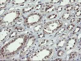 LEPRE1 Antibody in Immunohistochemistry (Paraffin) (IHC (P))