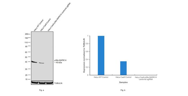 p38 MAPK Antibody in Western Blot (WB)