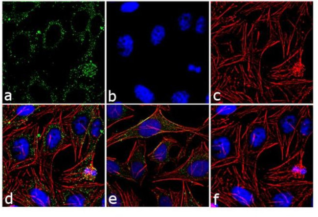 p38 MAPK Antibody in Immunocytochemistry (ICC/IF)