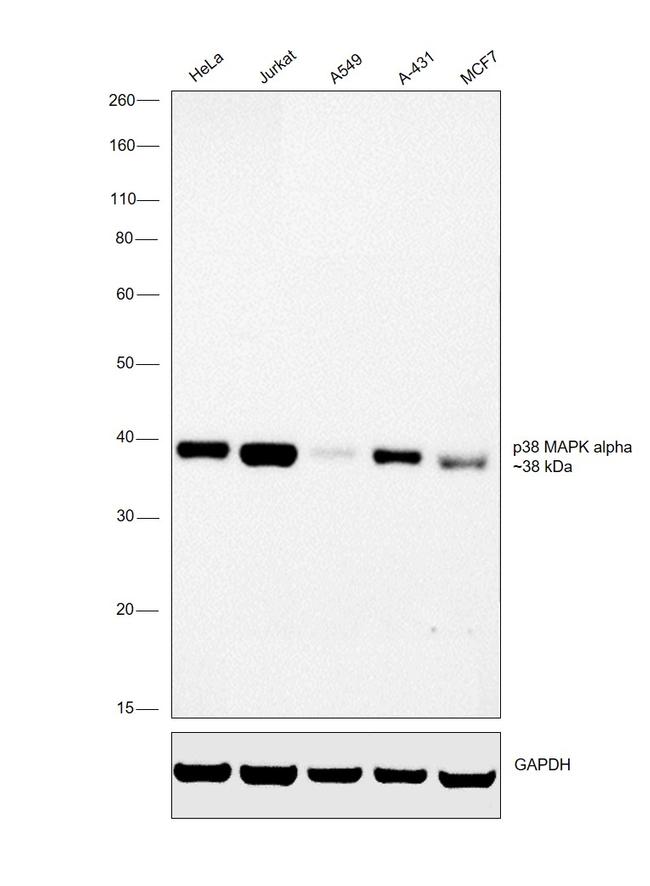 p38 MAPK Antibody in Western Blot (WB)