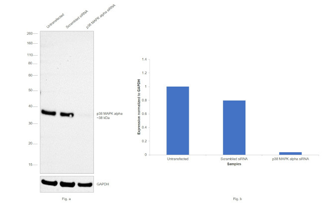 p38 MAPK Antibody