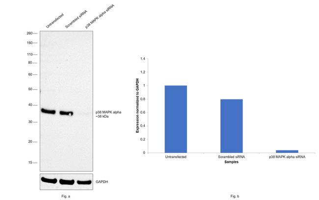 p38 MAPK Antibody in Western Blot (WB)