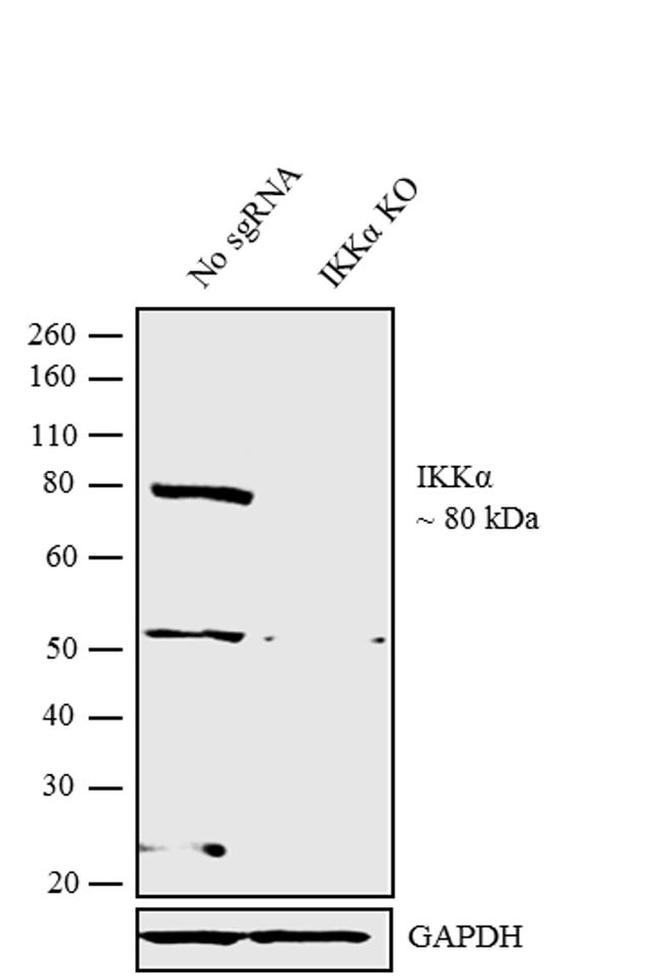 IKK alpha Antibody in Western Blot (WB)