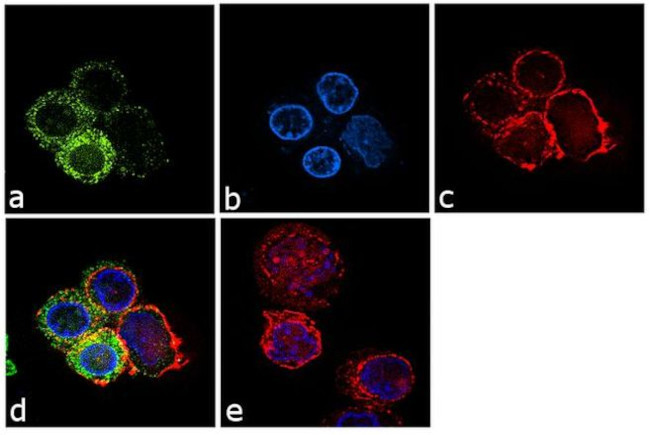 IKK beta Antibody in Immunocytochemistry (ICC/IF)