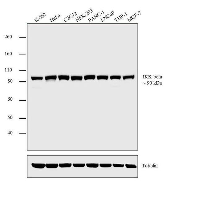 IKK beta Antibody in Western Blot (WB)