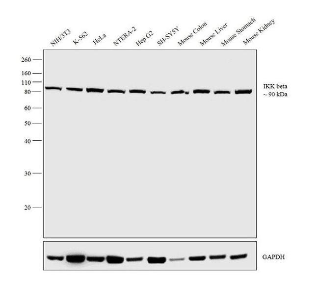 IKK beta Antibody in Western Blot (WB)