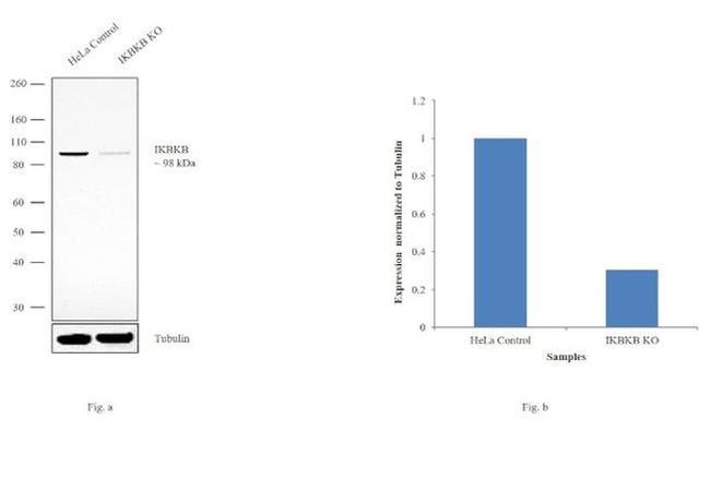 IKK beta Antibody in Western Blot (WB)