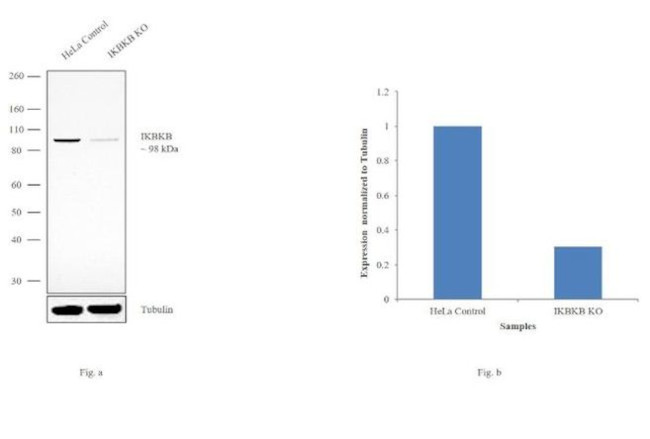 IKK beta Antibody