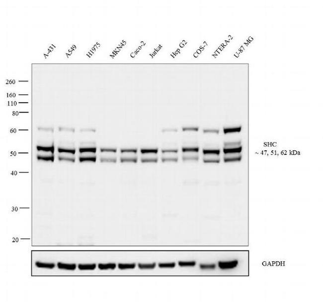 SHC Antibody in Western Blot (WB)