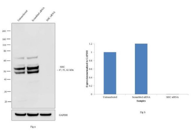 SHC Antibody