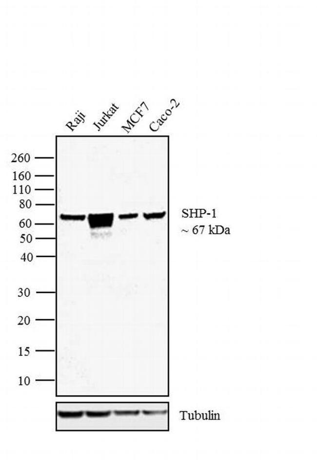 SHP-1 Antibody in Western Blot (WB)