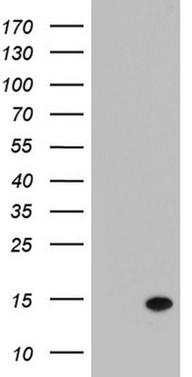 LGALS2 Antibody in Western Blot (WB)