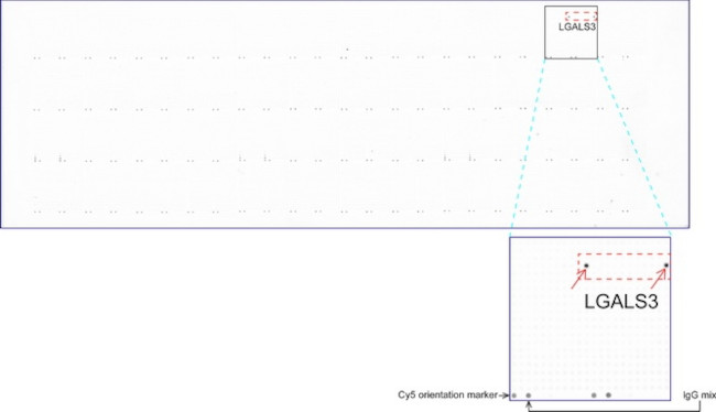 LGALS3 Antibody in Peptide array (ARRAY)