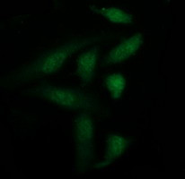 LGALS3 Antibody in Immunocytochemistry (ICC/IF)