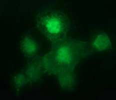 LGALS3 Antibody in Immunocytochemistry (ICC/IF)