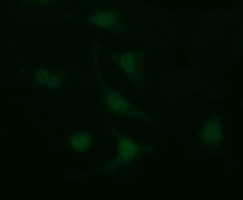 LGALS3 Antibody in Immunocytochemistry (ICC/IF)