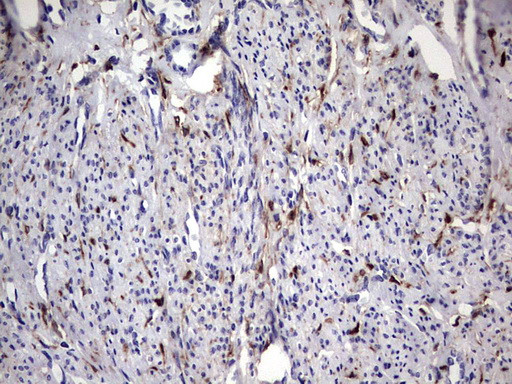 LGALS3 Antibody in Immunohistochemistry (Paraffin) (IHC (P))