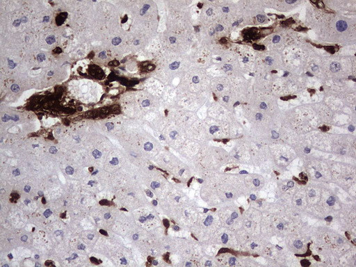 LGALS3 Antibody in Immunohistochemistry (Paraffin) (IHC (P))