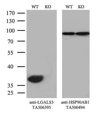 LGALS3 Antibody