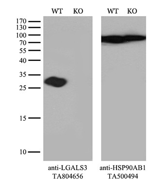 LGALS3 Antibody