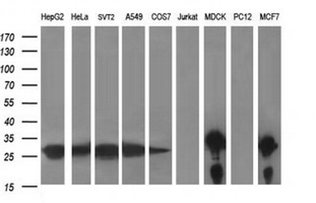 LGALS3 Antibody in Western Blot (WB)