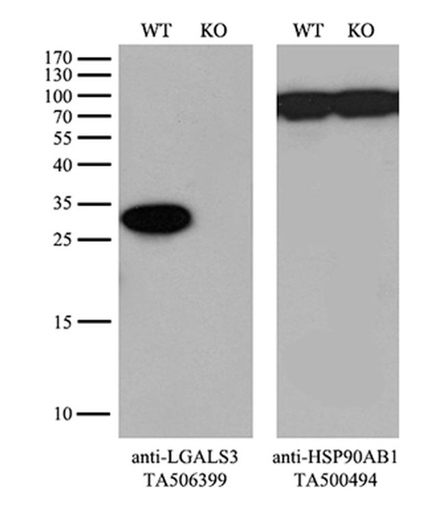 LGALS3 Antibody in Western Blot (WB)