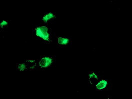 LGALS3BP Antibody in Immunocytochemistry (ICC/IF)