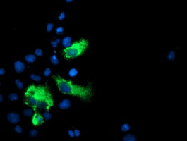 LGALS3BP Antibody in Immunocytochemistry (ICC/IF)