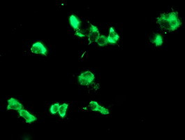 LGALS3BP Antibody in Immunocytochemistry (ICC/IF)