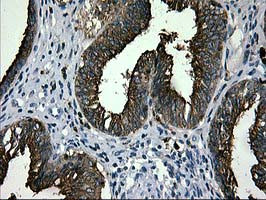 LGALS3BP Antibody in Immunohistochemistry (Paraffin) (IHC (P))