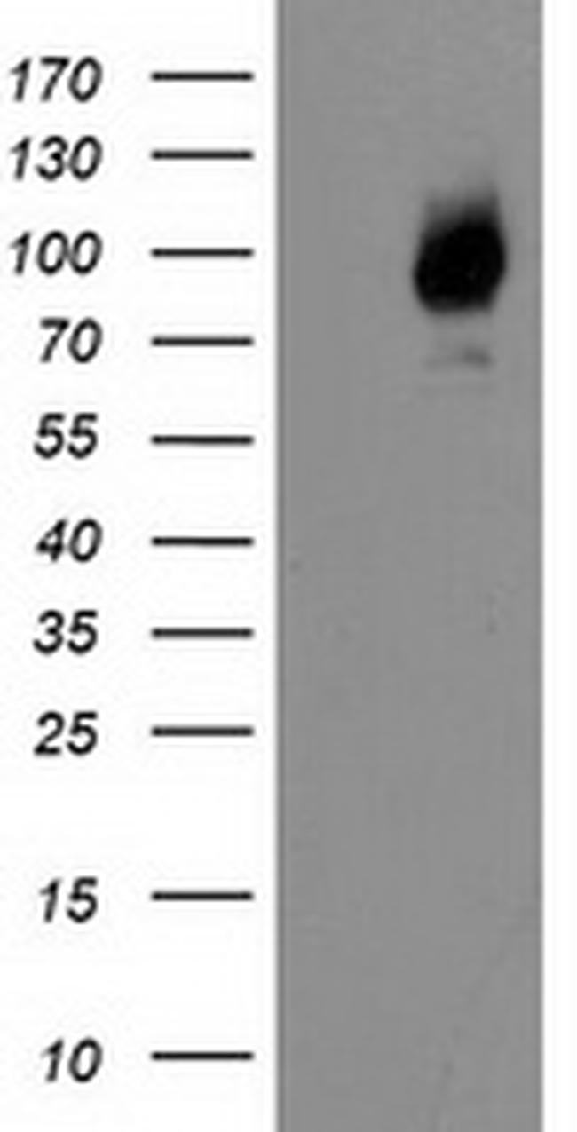 LGALS3BP Antibody in Western Blot (WB)