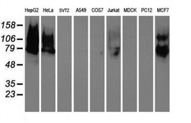 LGALS3BP Antibody in Western Blot (WB)