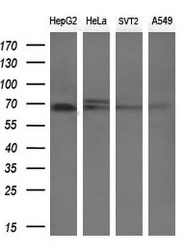 LGALS3BP Antibody in Western Blot (WB)