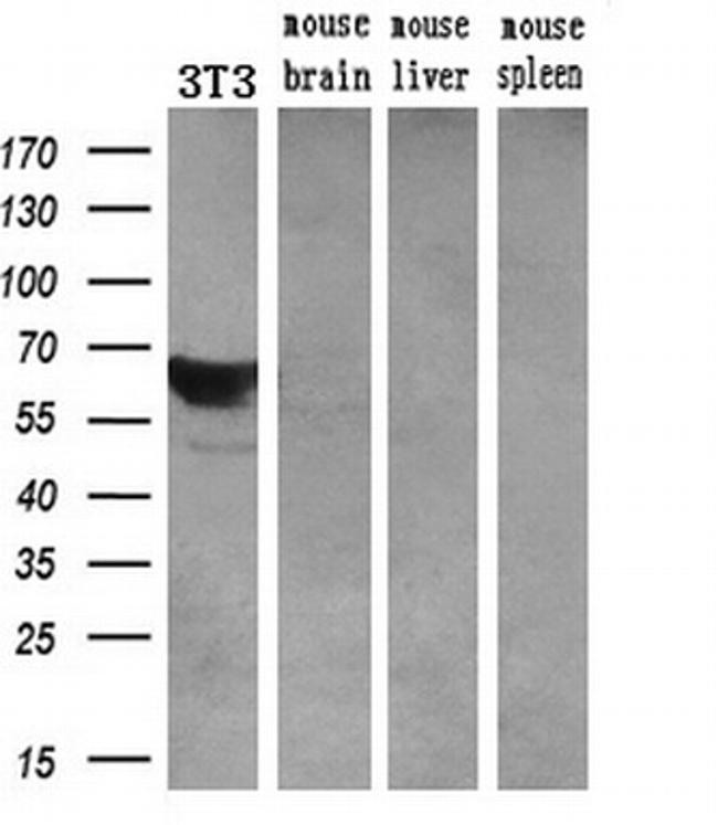 LGALS3BP Antibody in Western Blot (WB)