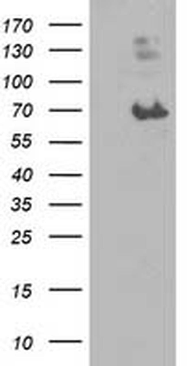 LGALS3BP Antibody in Western Blot (WB)