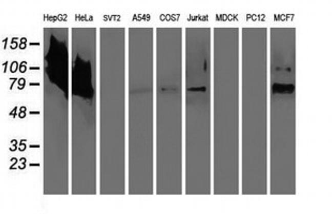 LGALS3BP Antibody in Western Blot (WB)