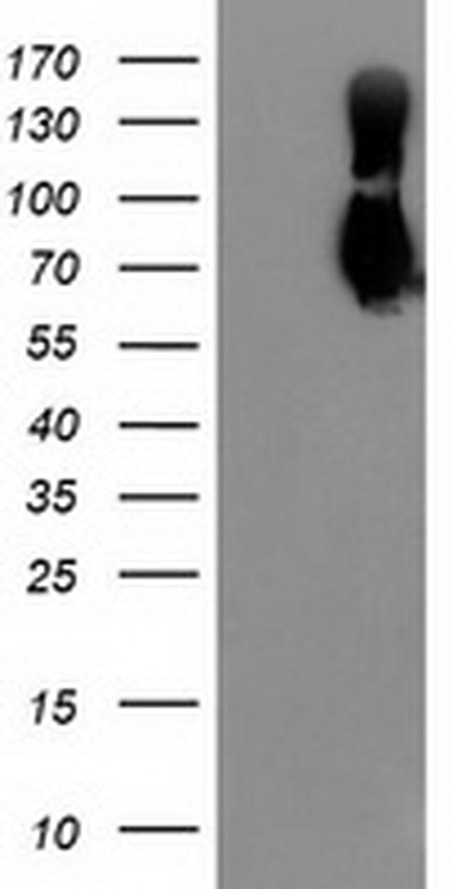 LGALS3BP Antibody in Western Blot (WB)