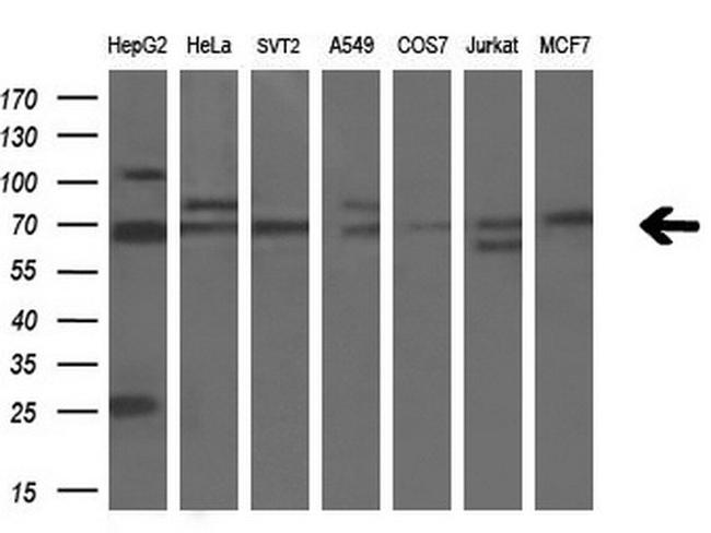 LGALS3BP Antibody in Western Blot (WB)