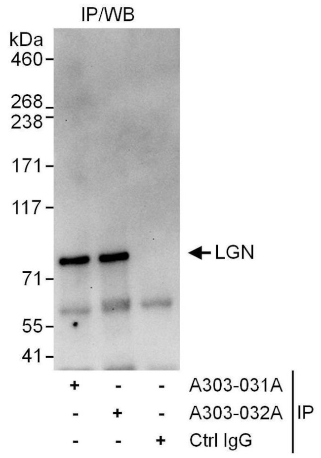 LGN Antibody in Immunoprecipitation (IP)