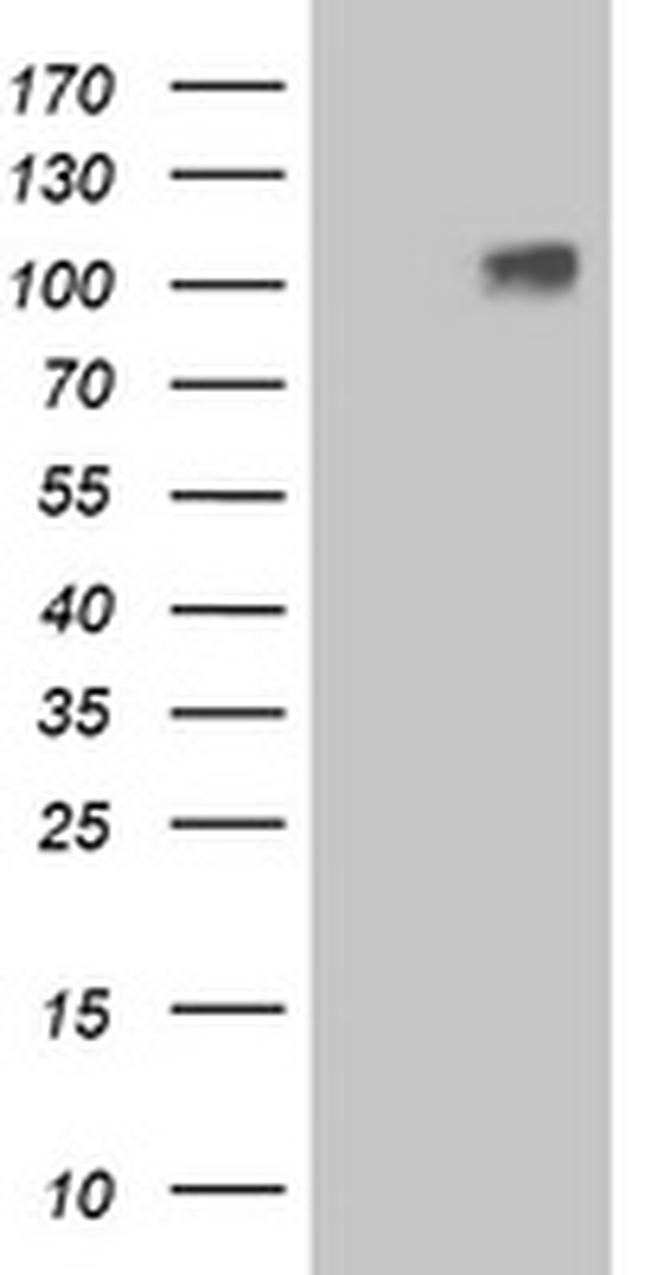 LGR4 Antibody in Western Blot (WB)