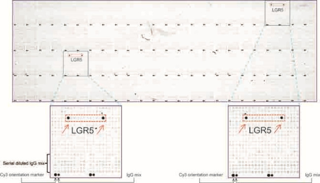 LGR5 Antibody in Peptide array (ARRAY)