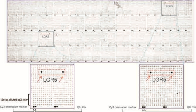 LGR5 Antibody in Peptide array (ARRAY)