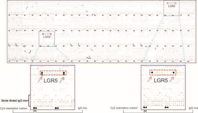 LGR5 Antibody in Peptide array (ARRAY)