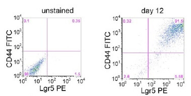 LGR5 Antibody in Flow Cytometry (Flow)