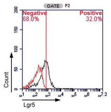 LGR5 Antibody in Flow Cytometry (Flow)